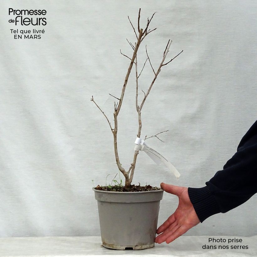 Amostra de Lagerstroemia indica Summer Charm Arapaho - Lilas des Indes Vaso de 3 L/4 L tal como entregue na primavera