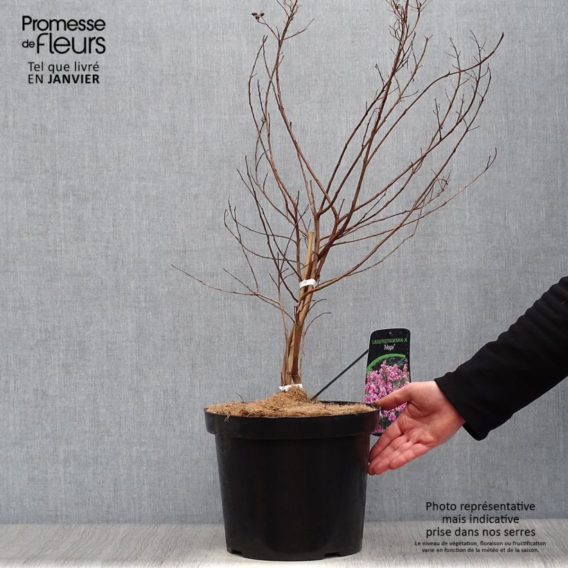 Amostra de Lagerstroemia indica Summer Charm Hopi - Lilas des Indes Vaso de 7,5 L/10 L tal como entregue no inverno