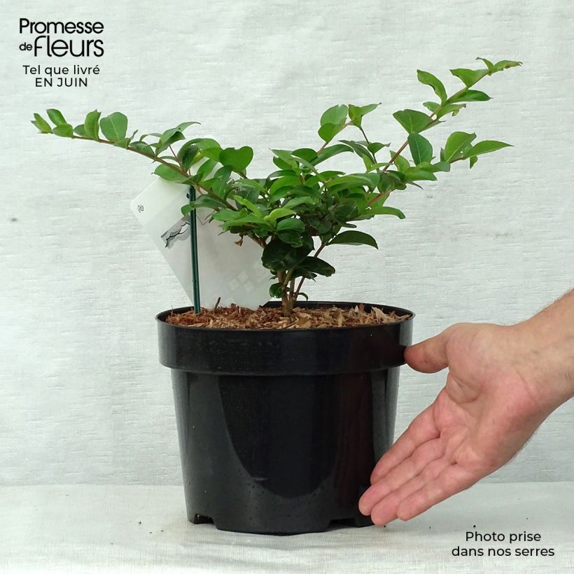 Amostra de Árvore-de-júpiter Summer Charm Tonto - Lagerstroemia indica Vaso de 3 L/4 L tal como entregue no verão