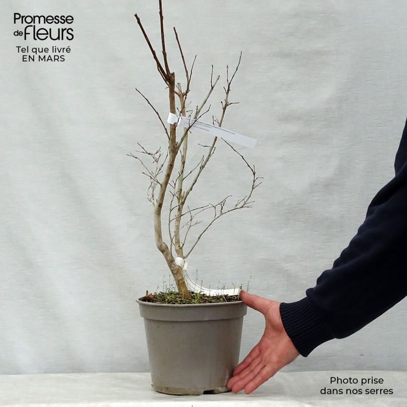 Amostra de Lagerstroemia indica Summer Charm Tuscarora - Lilas des Indes Vaso de 3 L/4 L tal como entregue na primavera