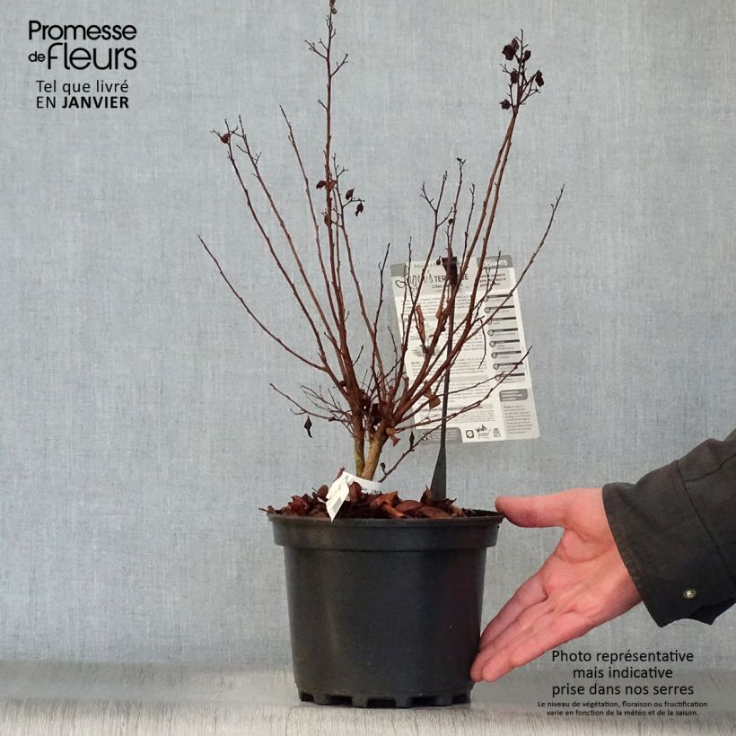 Amostra de Árvore-de-júpiter Terrasse Rose - Lagerstroemia indica Vaso de 3 L/4 L tal como entregue no inverno