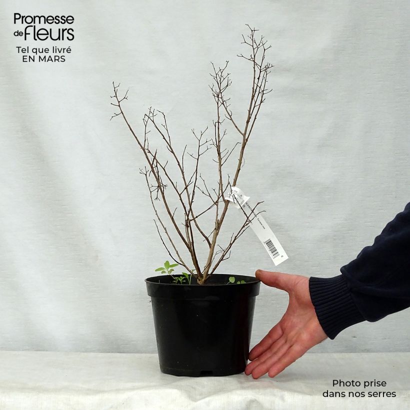 Amostra de Árvore-de-júpiter Terrasse Rose - Lagerstroemia indica Vaso de 3 L/4 L tal como entregue na primavera