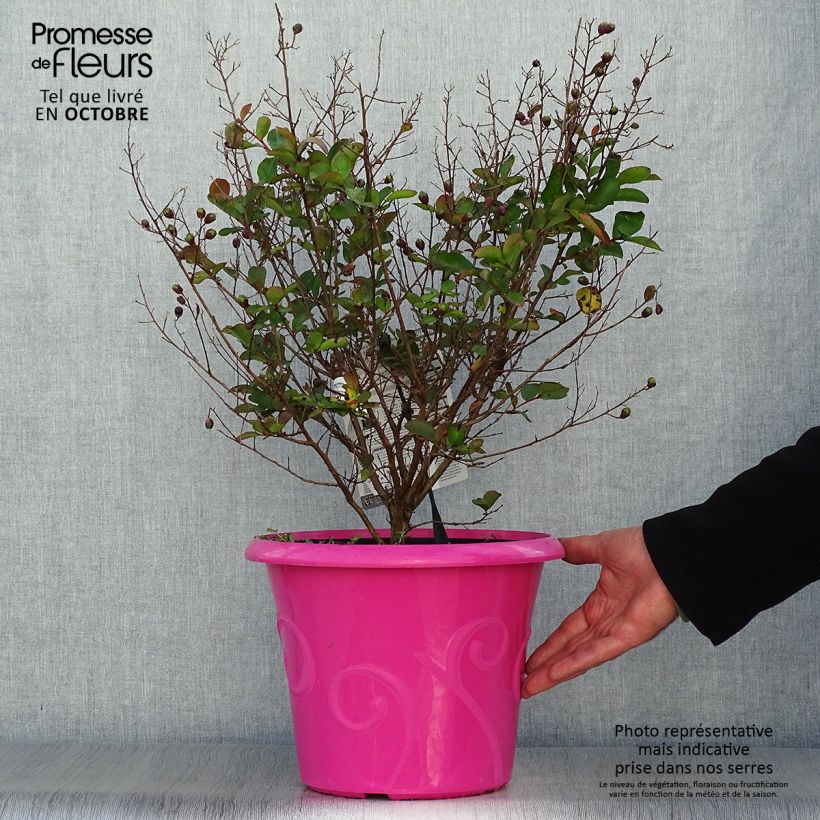 Amostra de Árvore-de-júpiter Terrasse Rose - Lagerstroemia indica Vaso de 3 L/4 L tal como entregue no outono