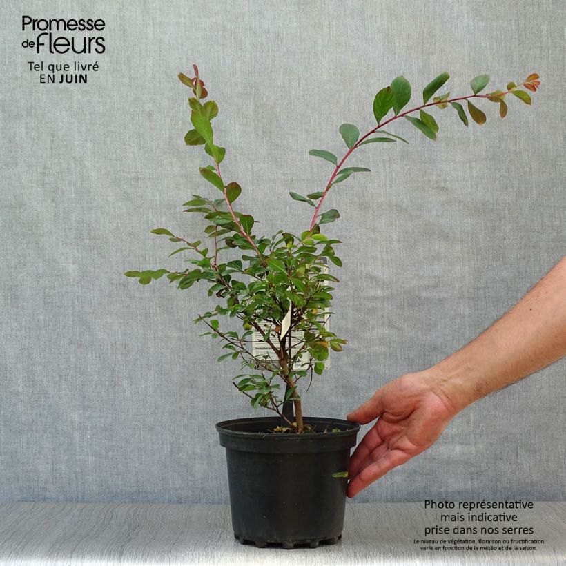 Amostra de Árvore-de-júpiter Terrasse Vermelho - Lagerstroemia indica Vaso de 3 L/4 L tal como entregue no verão
