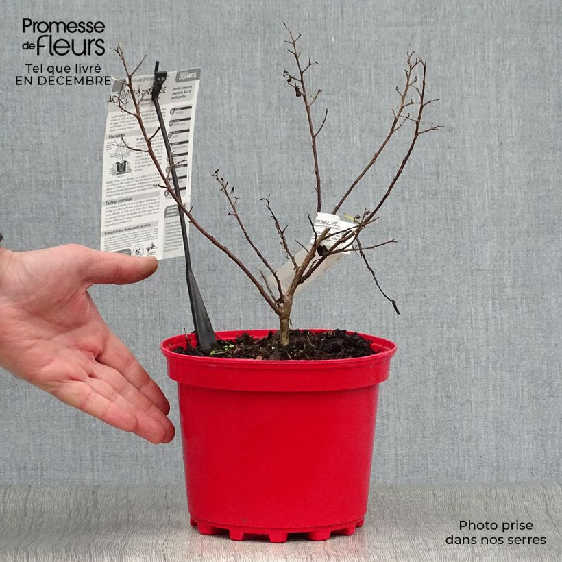 Amostra de Lagerstroemia indica Terrasse Rouge - Lilas des Indes Vaso de 3 L/4 L tal como entregue no inverno
