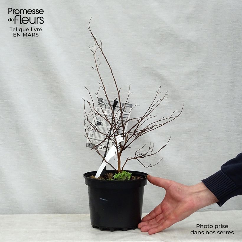 Amostra de Árvore-de-júpiter Terre Chinoise - Lagerstroemia indica Vaso de 3 L/4 L tal como entregue na primavera