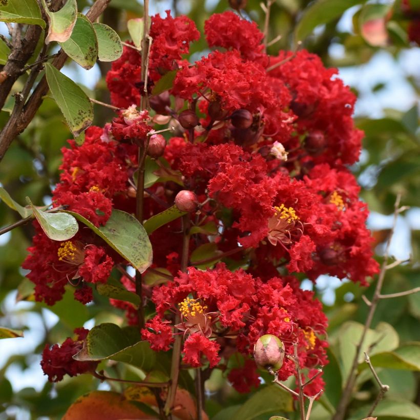 Árvore-de-júpiter Victoria - Lagerstroemia indica (Floração)