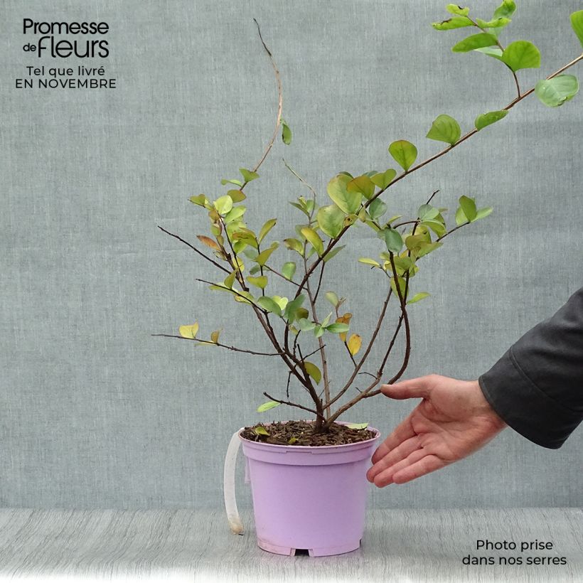Amostra de Árvore-de-júpiter Violacea - Lagerstroemia indica Vaso de 2 L/3 L tal como entregue no outono