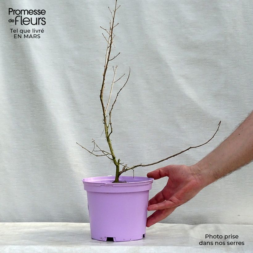 Amostra de Lagerstroemia indica Violacea - Lilas des Indes Vaso de 2 L/3 L tal como entregue no inverno