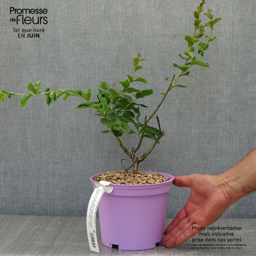 Amostra de Árvore-de-júpiter Violacea - Lagerstroemia indica Vaso de 2 L/3 L tal como entregue no verão