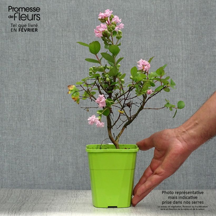 Amostra de Árvore-de-júpiter With Love Babe - Lagerstroemia indica Vaso de 3 L/4 L tal como entregue no outono