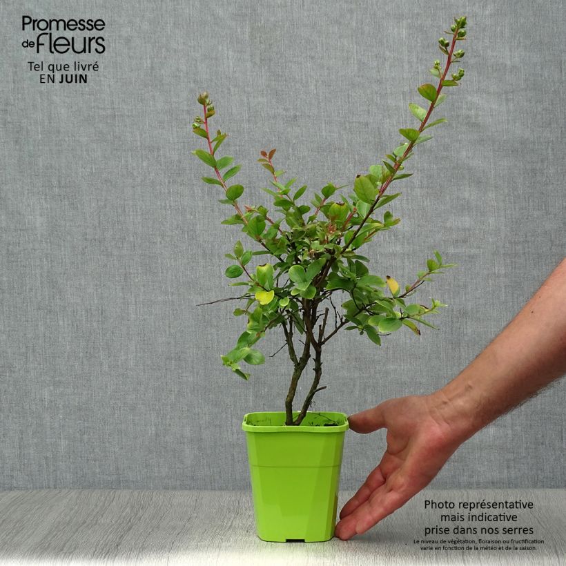 Amostra de Árvore-de-júpiter With Love Babe - Lagerstroemia indica Vaso de 3 L/4 L tal como entregue no verão