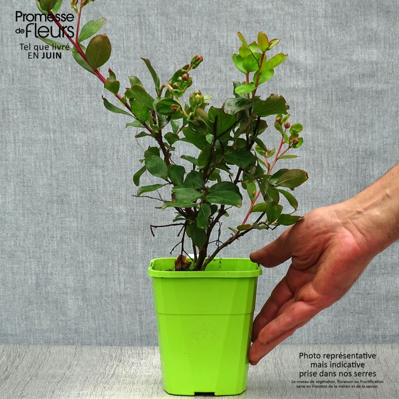 Amostra de Árvore-de-júpiter With Love Eternal - Lagerstroemia indica Vaso de 3 L/4 L tal como entregue no verão