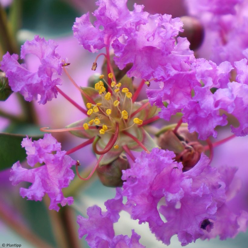 Árvore-de-júpiter Eternal With Love - Lagerstroemia indica (Floração)