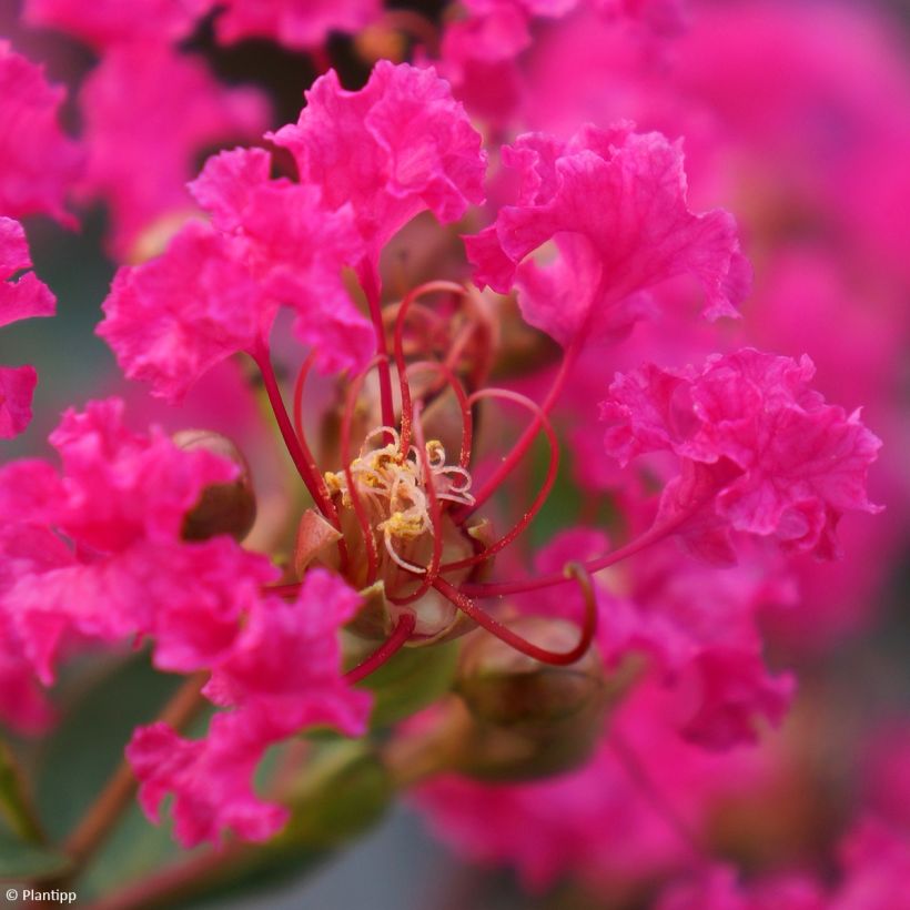 Árvore-de-júpiter With Love Kiss - Lagerstroemia indica (Floração)
