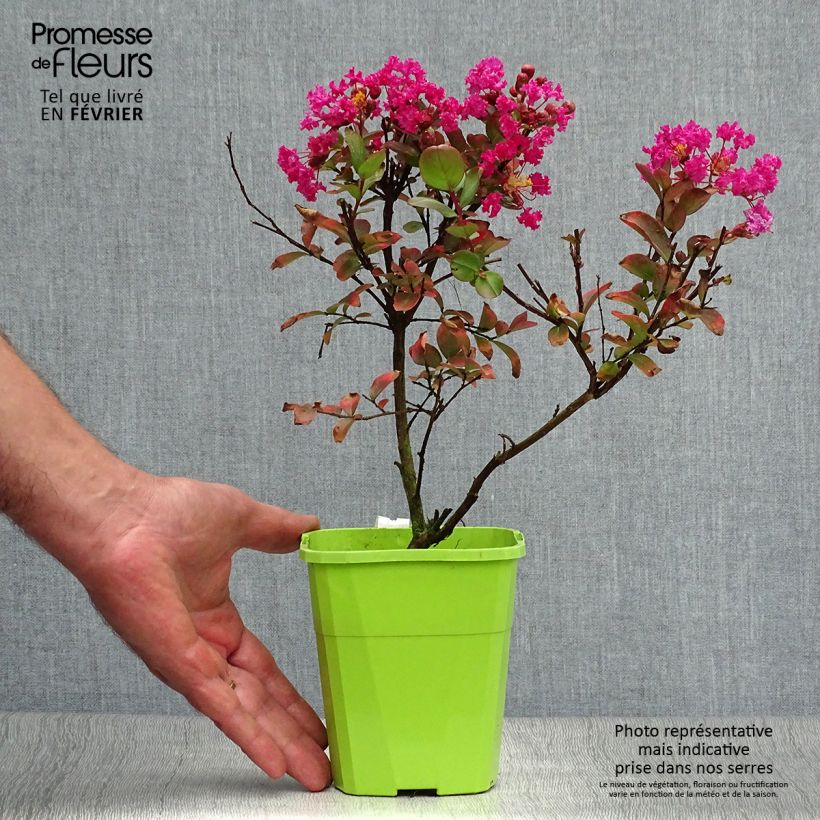 Amostra de Árvore-de-júpiter With Love Kiss - Lagerstroemia indica Vaso de 3 L/4 L tal como entregue no outono