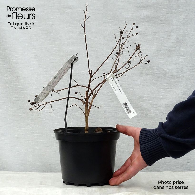 Amostra de Árvore-de-júpiter Yang Tse - Lagerstroemia indica Vaso de 3 L/4 L tal como entregue na primavera