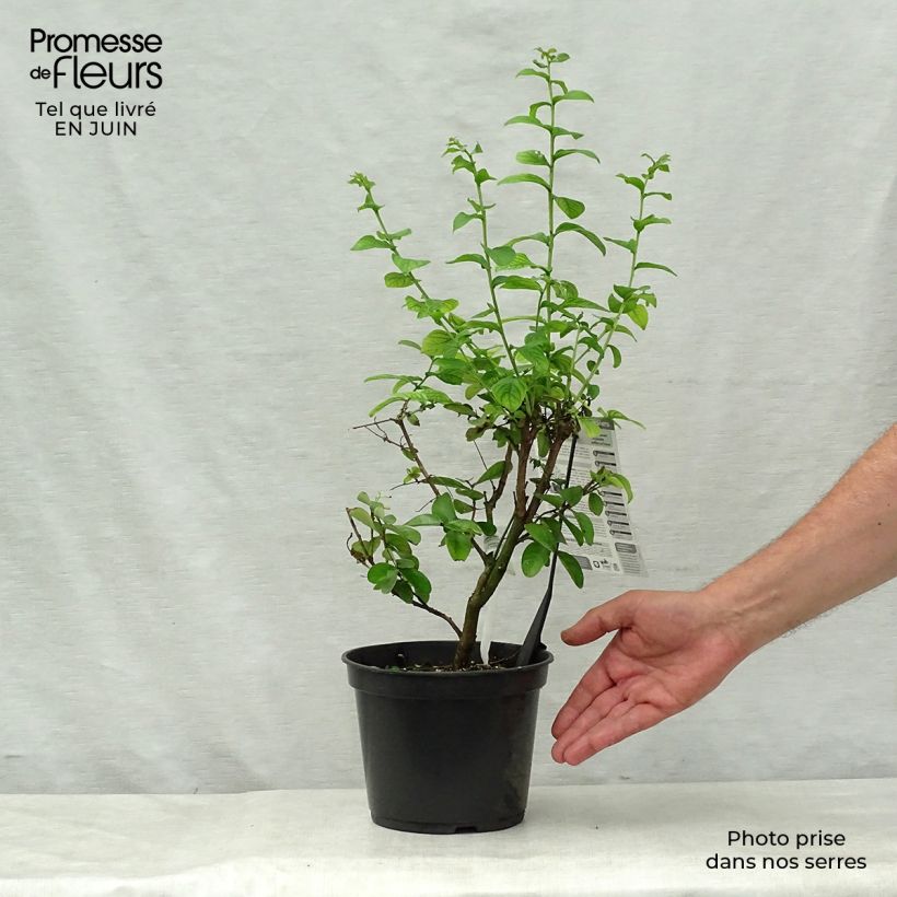 Amostra de Árvore-de-júpiter Yang Tse - Lagerstroemia indica Vaso de 3 L/4 L tal como entregue no verão
