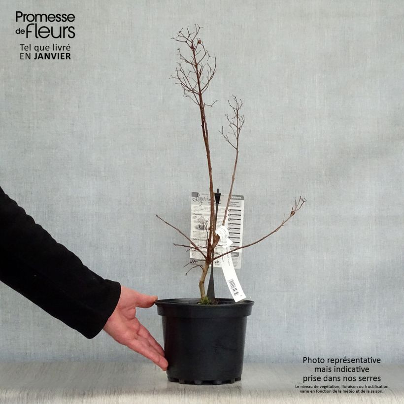 Amostra de Lagerstroemia indica Yang Tse - Lilas des Indes	 Vaso de 3 L/4 L tal como entregue no inverno