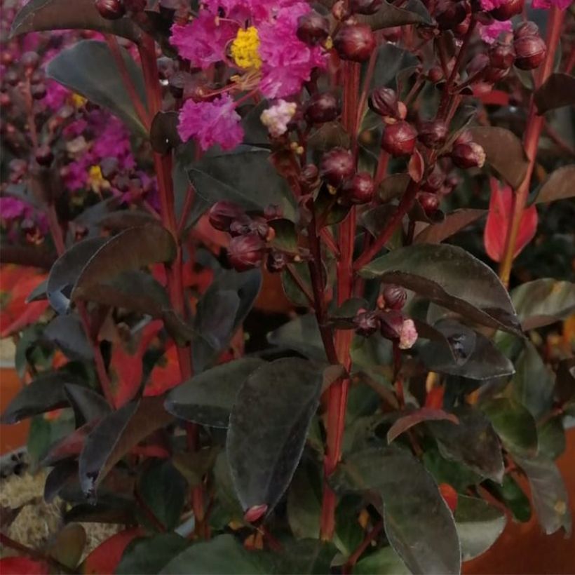 Árvore-de-júpiter Rhapsody In Blue - Lagerstroemia indica (Folhagem)