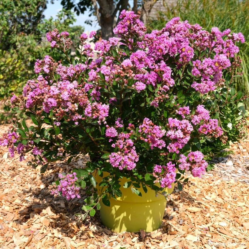 Árvore-de-júpiter Gourmet Violetta - Lagerstroemia (Hábito)