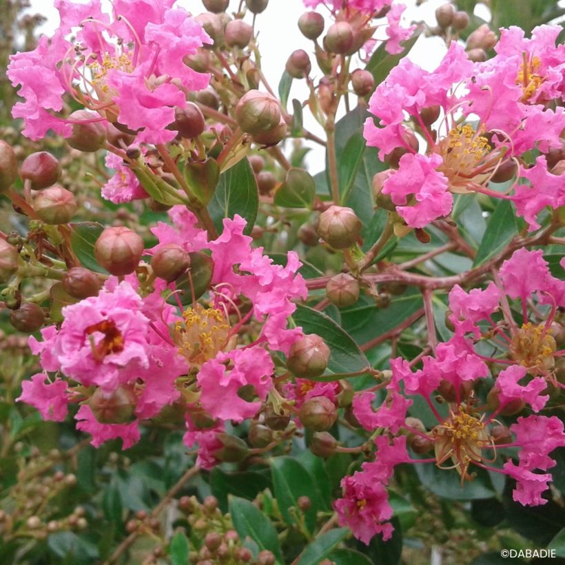 Árvore-de-júpiter Mimie Rose - Lagerstroemia indica (Floração)