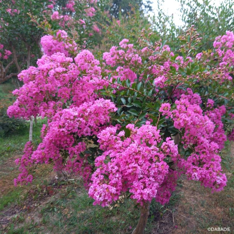 Árvore-de-júpiter Mimie Rose - Lagerstroemia indica (Hábito)