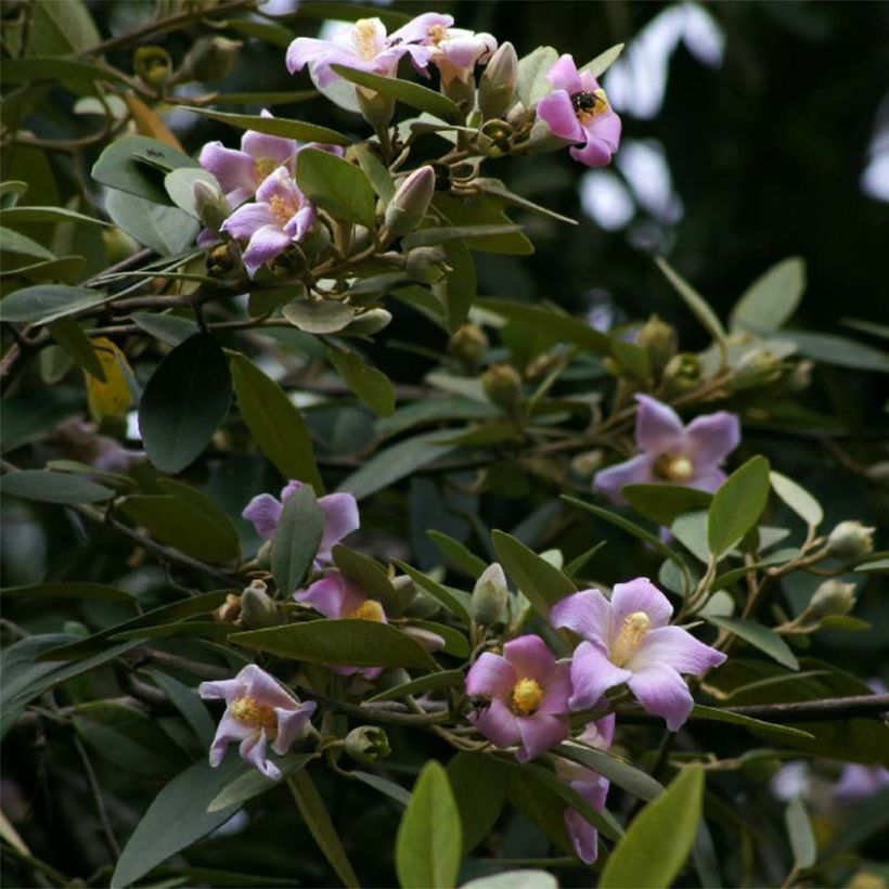Lagunaria patersonii (Floração)