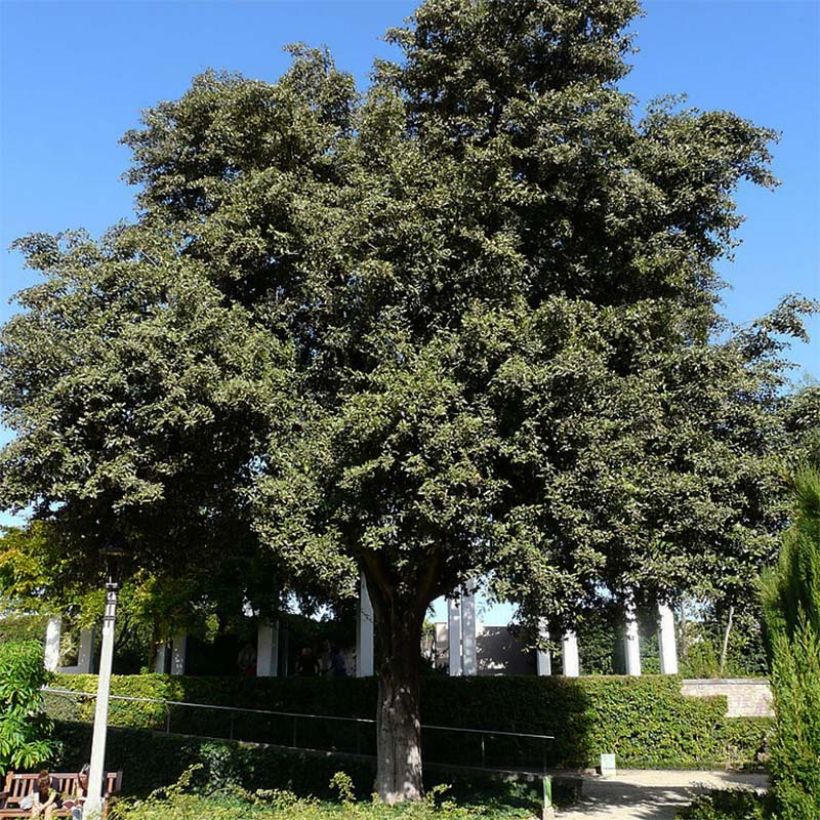 Lagunaria patersonii (Hábito)