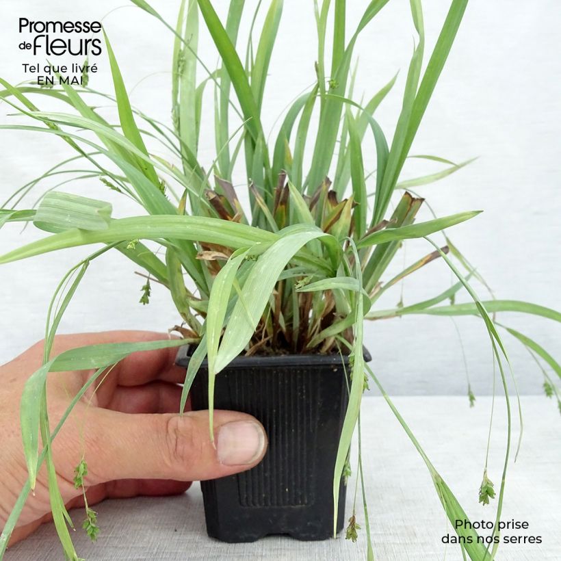 Amostra de Carex laxiculmis Bunny Blue Vaso de 8/9 cm tal como entregue na primavera