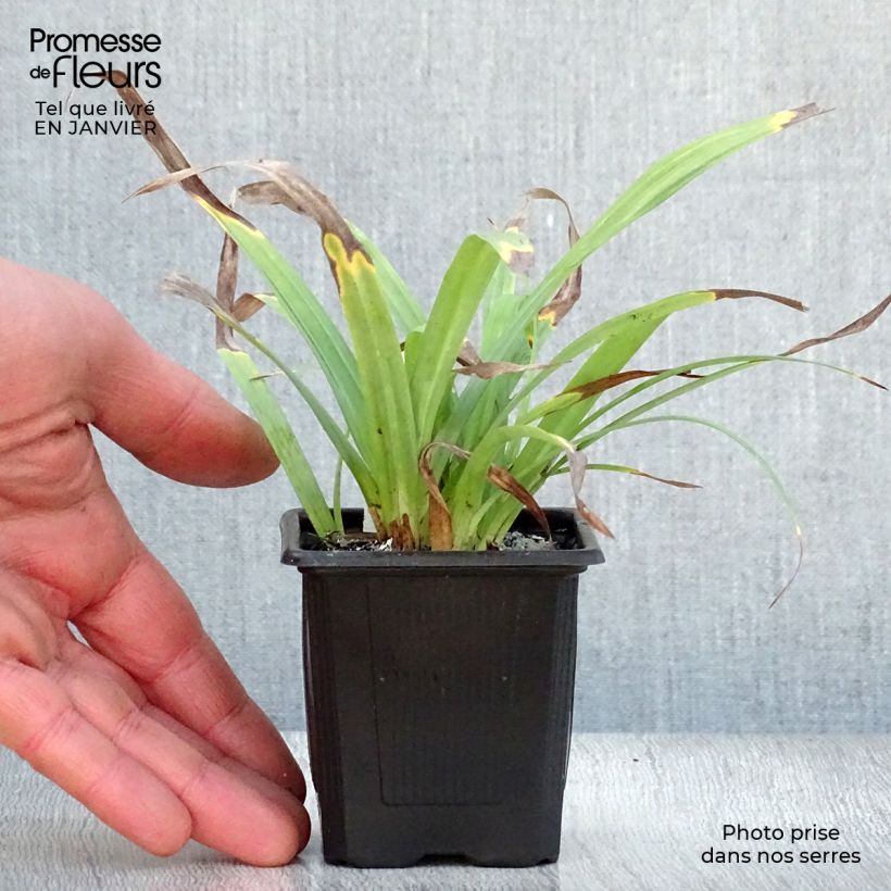 Amostra de Laîche Bunny Blue Vaso de 8/9 cm tal como entregue no inverno