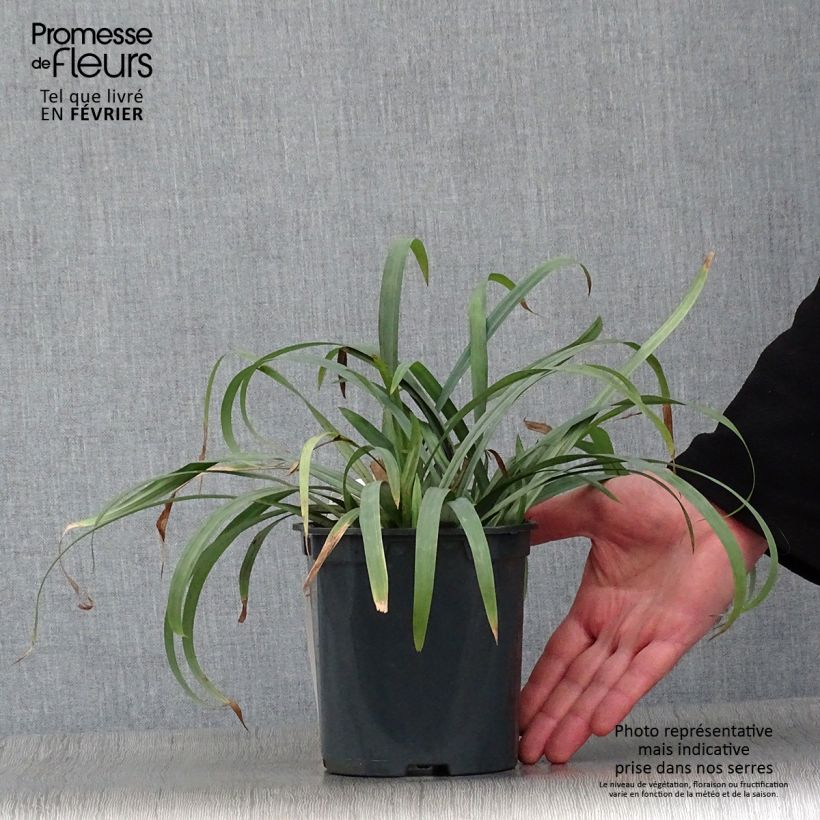 Amostra de Laîche Bunny Blue Vaso de 2 L/3 L tal como entregue no inverno