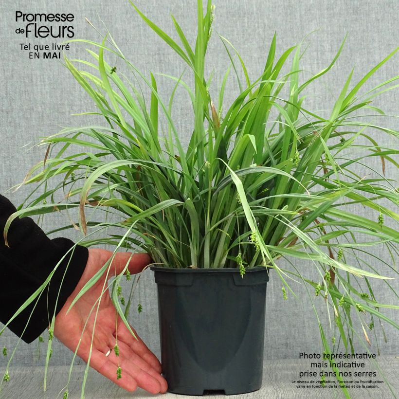 Amostra de Carex laxiculmis Bunny Blue Vaso de 2 L/3 L tal como entregue na primavera