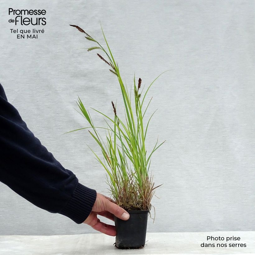 Amostra de Carex riparia Vaso de 8/9 cm tal como entregue na primavera