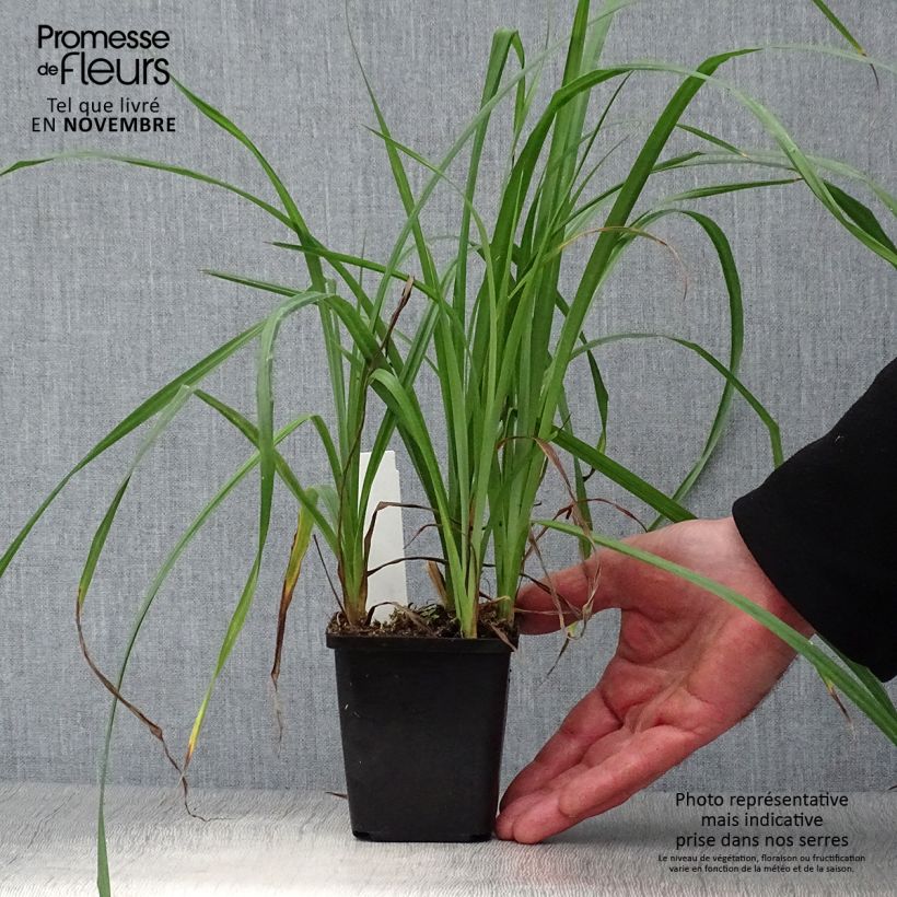 Amostra de Carex riparia Vaso de 8/9 cm tal como entregue no outono