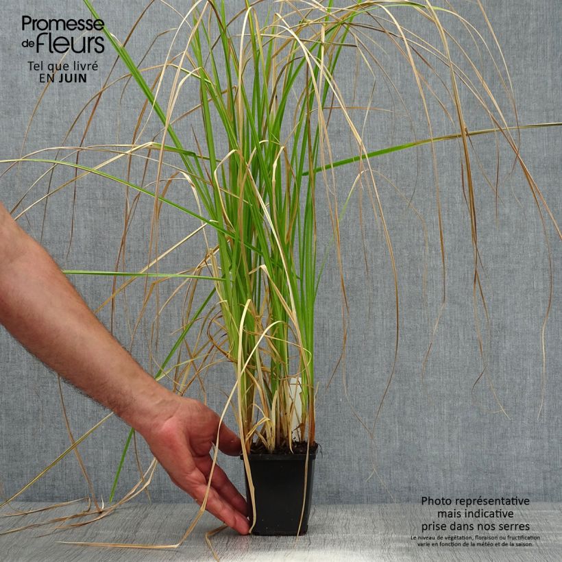 Amostra de Carex riparia Vaso de 8/9 cm tal como entregue no verão