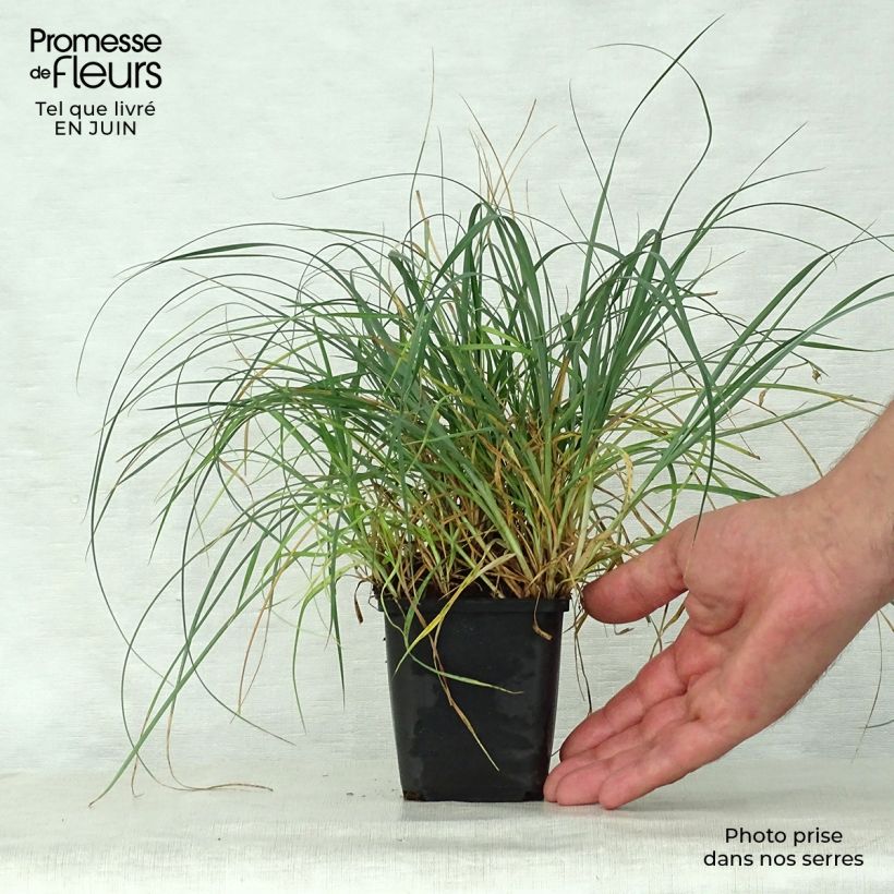 Amostra de Carex panicea Vaso de 8/9 cm tal como entregue no verão