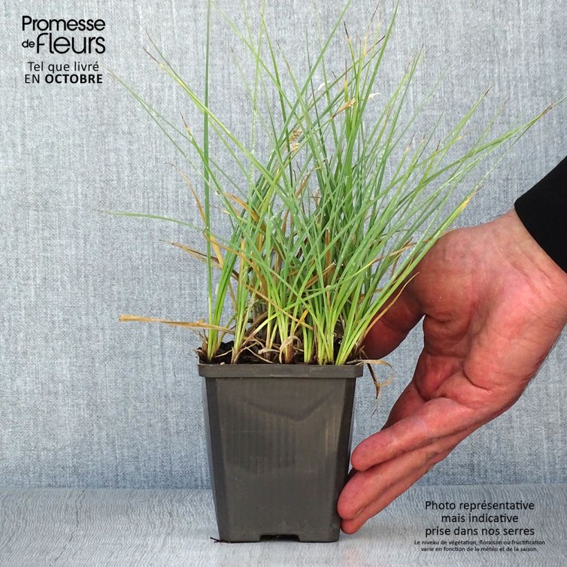 Amostra de Carex panicea Vaso de 8/9 cm tal como entregue no outono