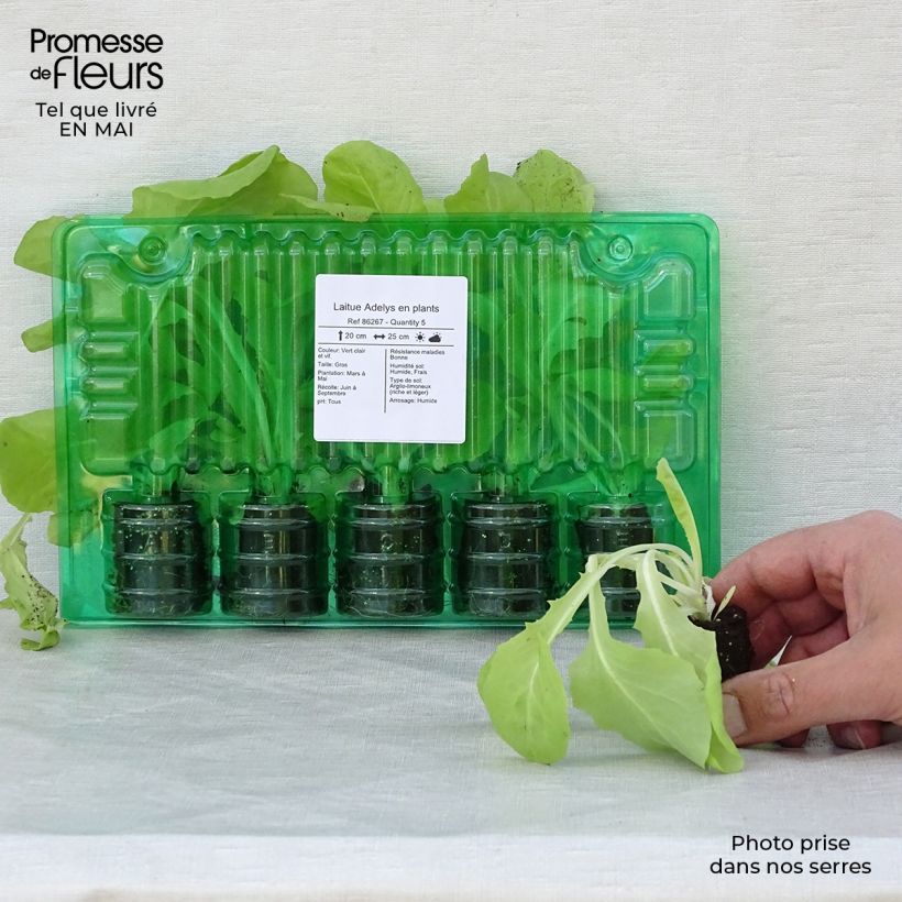 Amostra de Laitue Adelys en plants Torrão de 4 cm x 4,5 cm tal como entregue na primavera