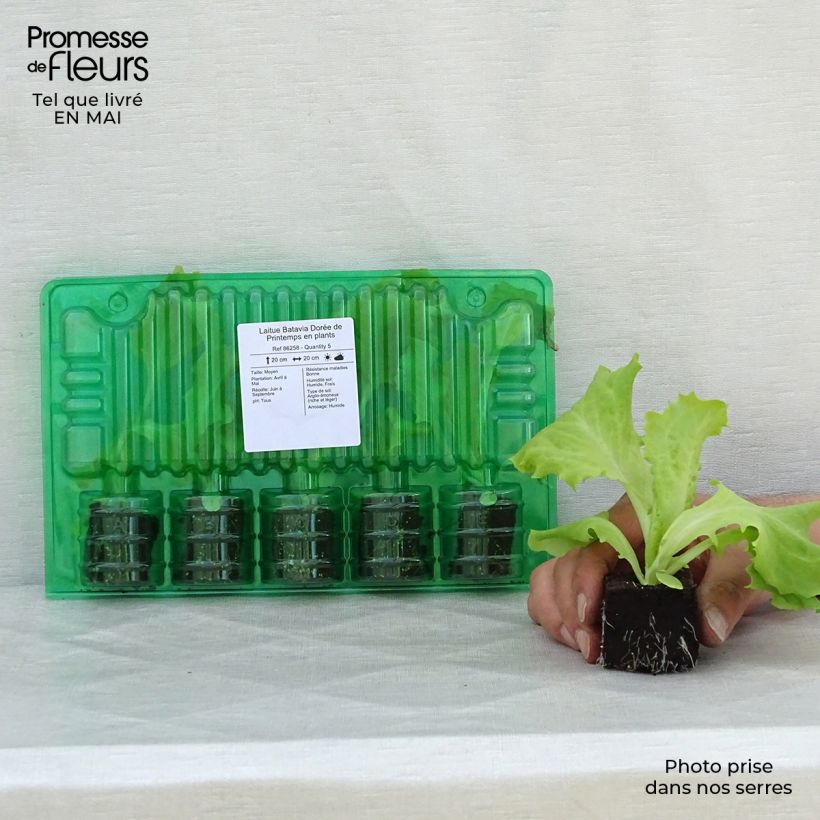 Amostra de Laitue Batavia Dorée de Printemps en plants Motte 4 cm x 4,5 cm tal como entregue na primavera