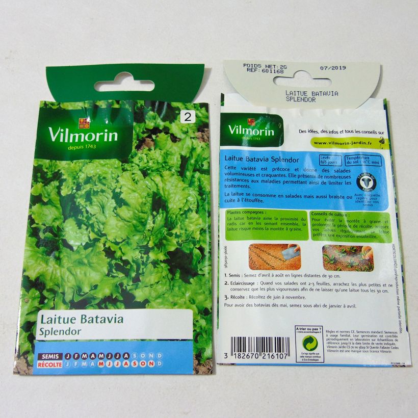 Exemplo de amostra de Laitue Batavia Splendor - Vilmorin per pack of 1600 seeds (2g) tal como entregue