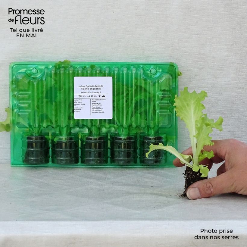 Amostra de Laitue Batavia blonde Florine en plants Torrão de 4 cm x 4,5 cm tal como entregue na primavera
