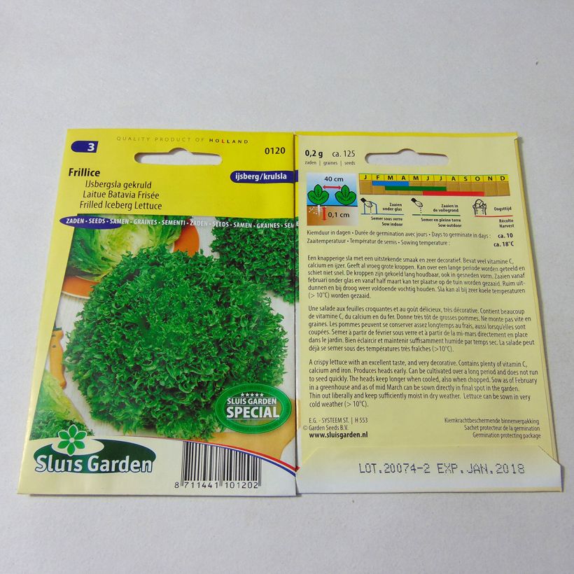 Exemplo de amostra de Laitue Batavia frisée Frillice - Lactuca sativa per pack of 125 seeds tal como entregue