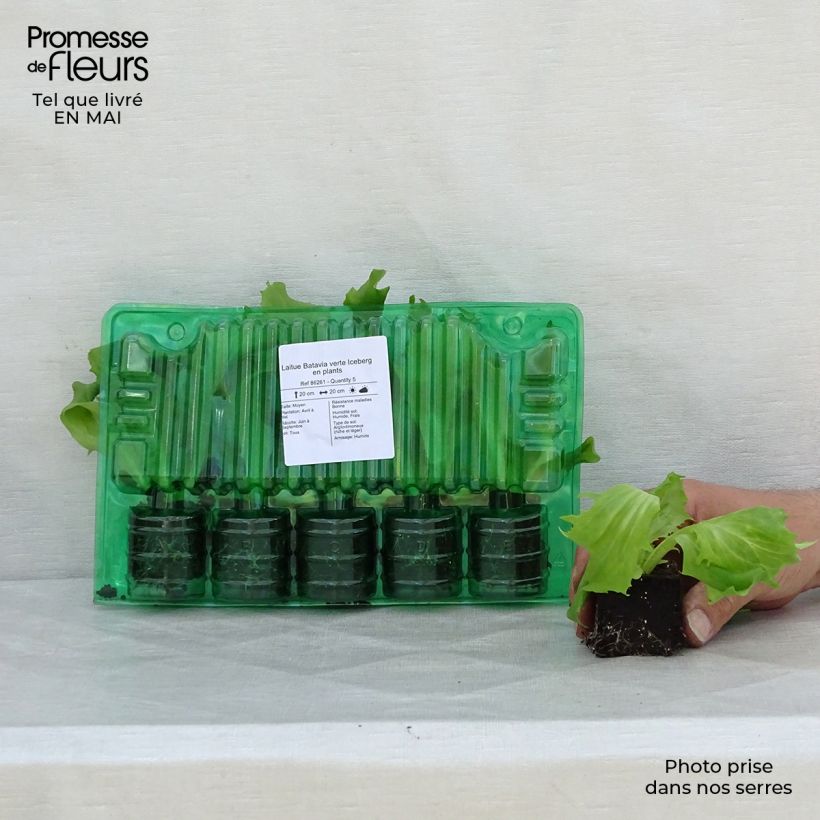 Amostra de Laitue Batavia verte Iceberg en plants Torrão de 4 cm x 4,5 cm tal como entregue na primavera