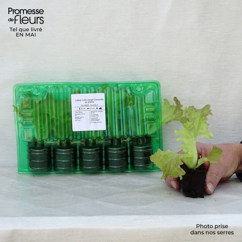 Amostra de Laitue Lollo rouge Concorde en plants Torrão de 4 cm x 4,5 cm tal como entregue na primavera