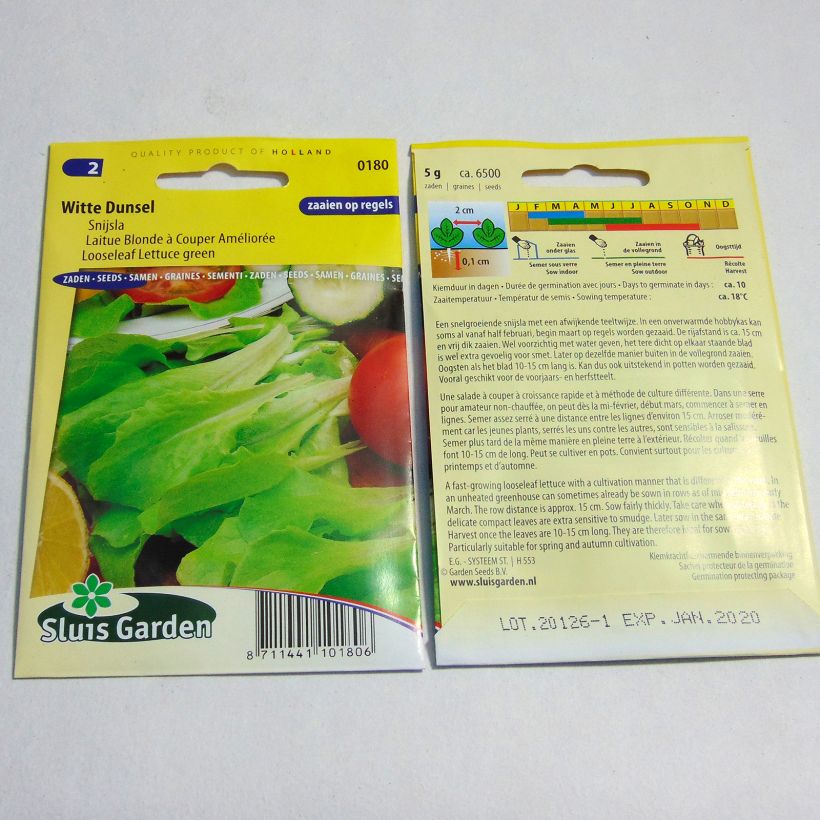 Exemplo de amostra de Laitue à couper Blonde améliorée - Lactuca sativa per pack of 6500 seeds (5g) tal como entregue