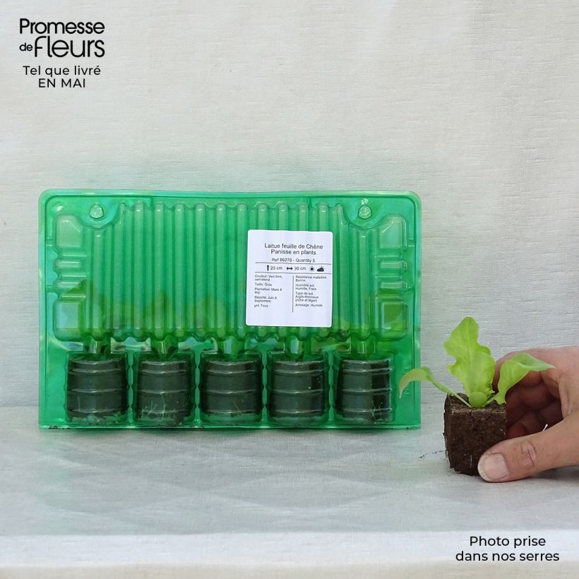 Amostra de Laitue feuille de Chêne Panisse en plants Motte 4 cm x 4,5 cm tal como entregue na primavera