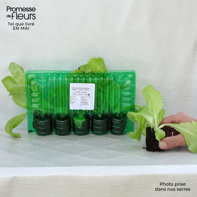 Amostra de Laitue pommée Appia en plants - Lactuca sativa Motte 4 cm x 4,5 cm tal como entregue na primavera