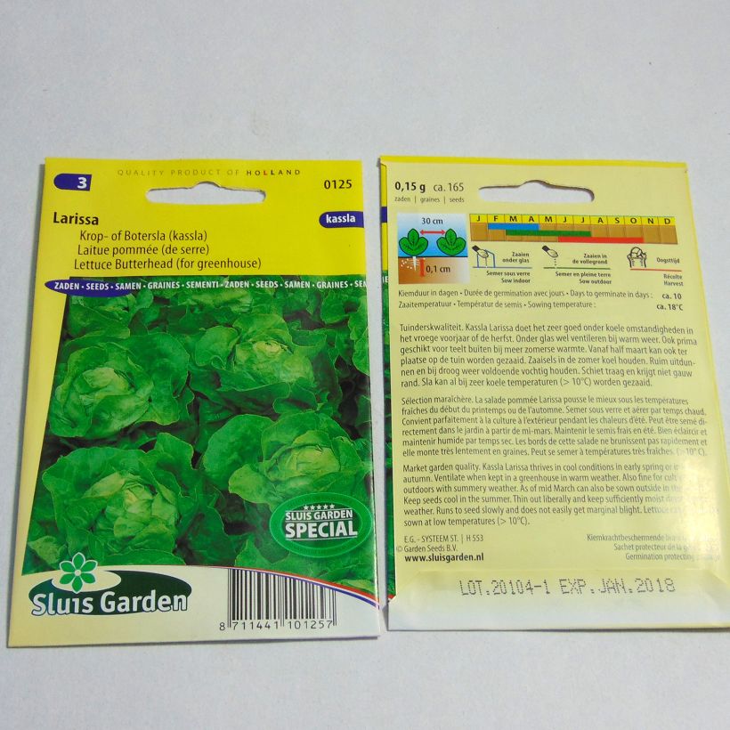 Exemplo de amostra de Laitue pommée Kassla John - Lactuca sativa per pack of 165 seeds tal como entregue