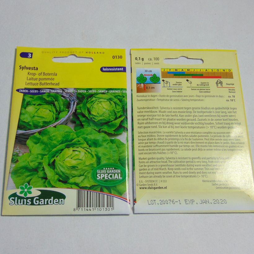Exemplo de amostra de Laitue pommée Sylvesta - Lactuca sativa per pack of 100 seeds tal como entregue